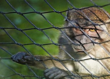 Durable Black Oxide Wire Rope Mesh Corrosion Resistant For Tiger /  Ape / Lion