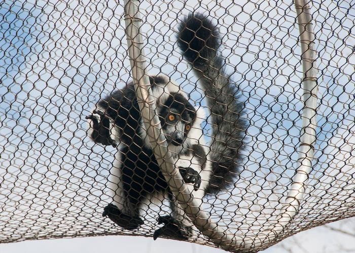Strong Toughness Stainless Steel Zoo Mesh Easy Installation For Ape / Monkey